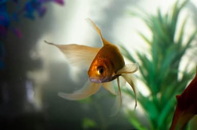 Goudvis zwemt in een aquarium met waterplanten