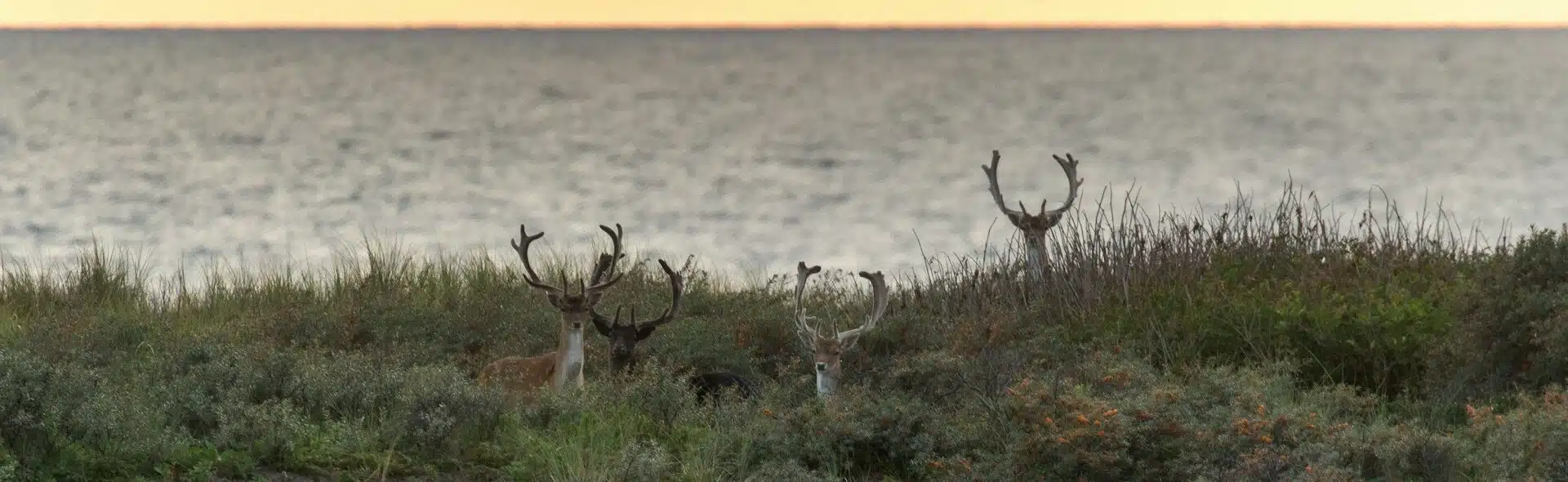 Wonen in Noordwijk e1710324018906